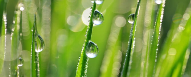 Transparente Tautropfen auf frischem grünen Gras.