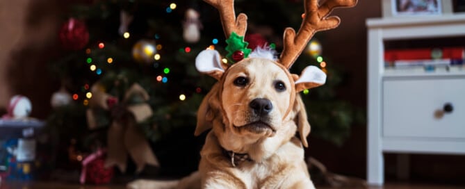 geschenk-hund